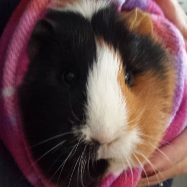 Close-up of a guinea pig wrapped in a towel