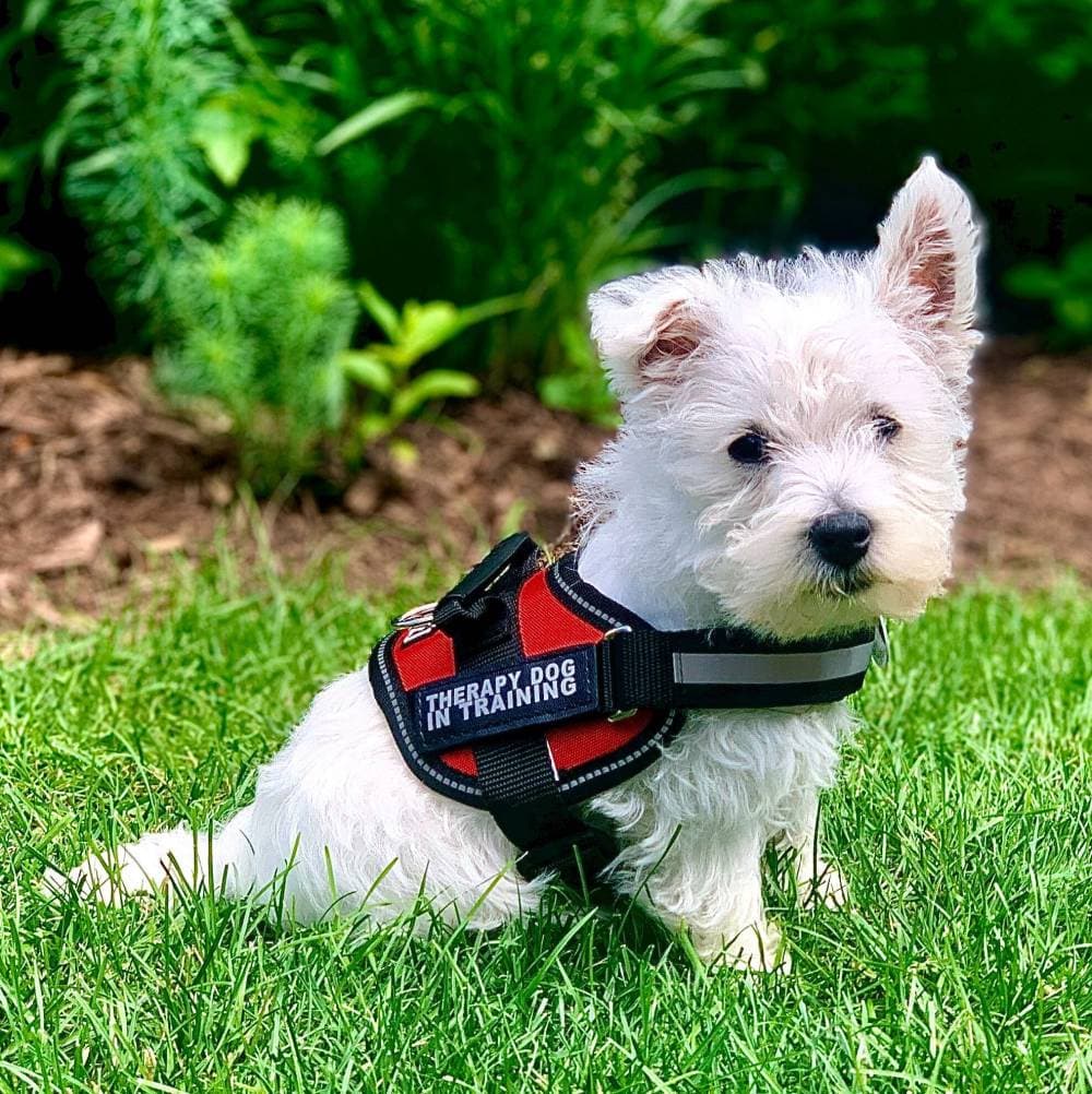 Lego the therapy dog sitting in grass