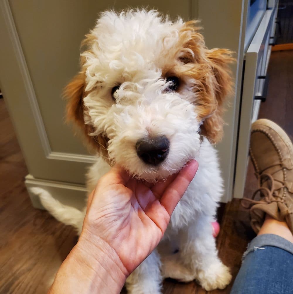 Winnie the dog