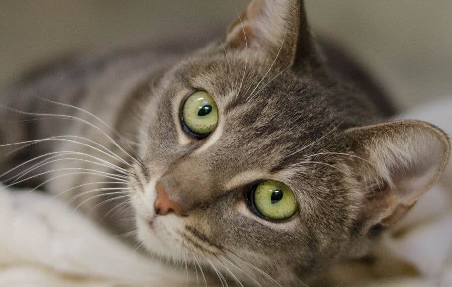 A relaxed cat resting indoors.